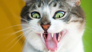 Funny Cats Compilation 60 Min - NEW In HD 2014