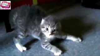 Best Funny Cats Compilation 2014 - BMR Media